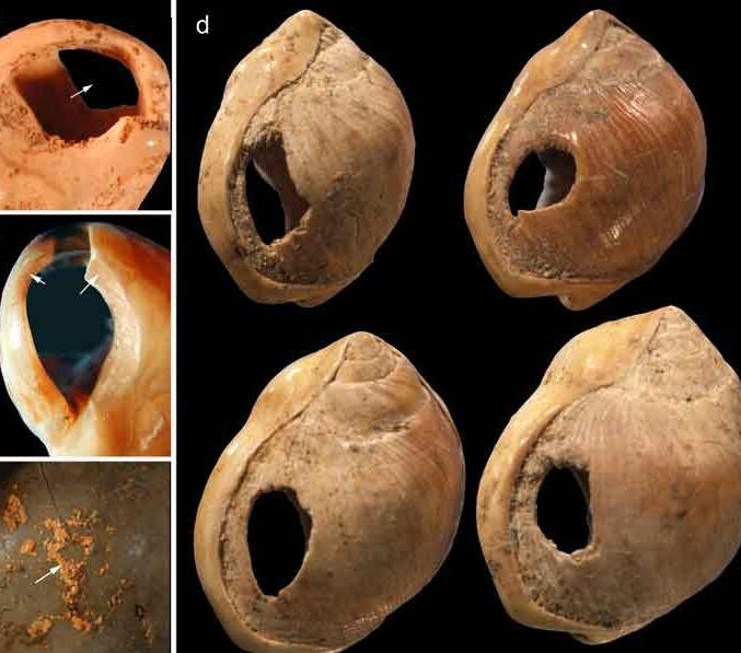 Blombos Cave shell beads · Chris Henshilwood & Francesco d’Errico · CC BY 2.5 Perforated shell beads from Blombos Cave. Ornaments illustrate prehistoric material culture; the image alone does not establish a trade route.